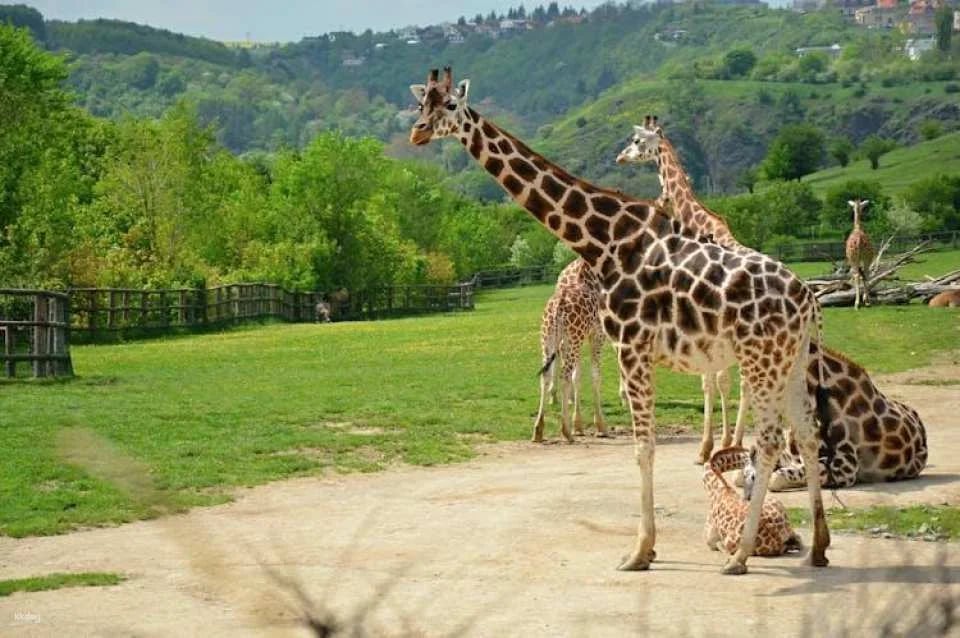 River cruise to the Prague Zoo with entrance ticket
