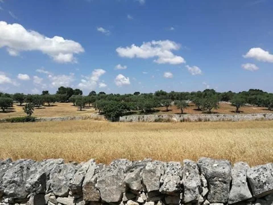 Trekking and dry stone wall lesson in the Valle d’Itria (606177)