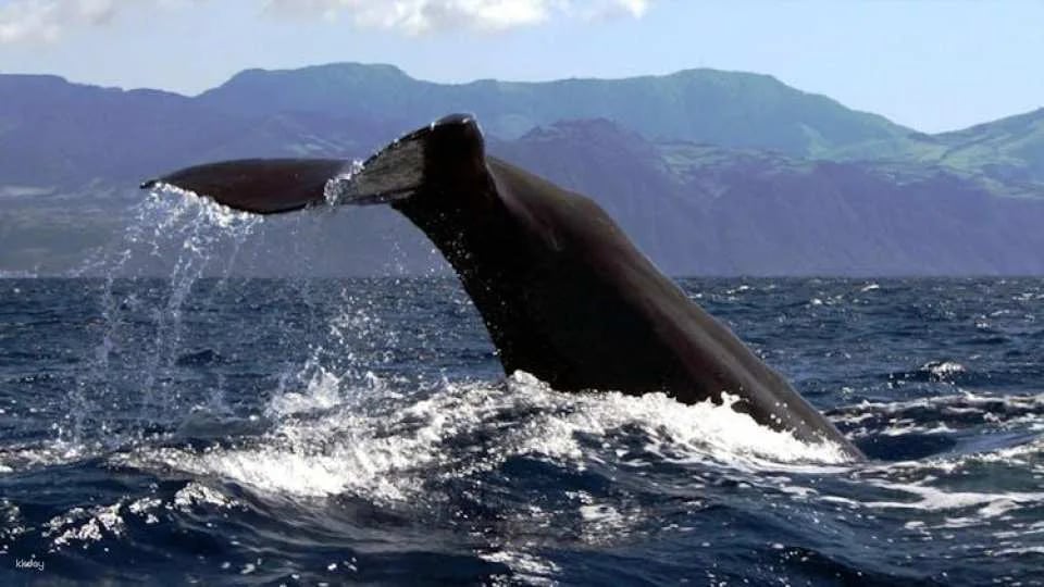 Azores whale watching and Islet boat tour