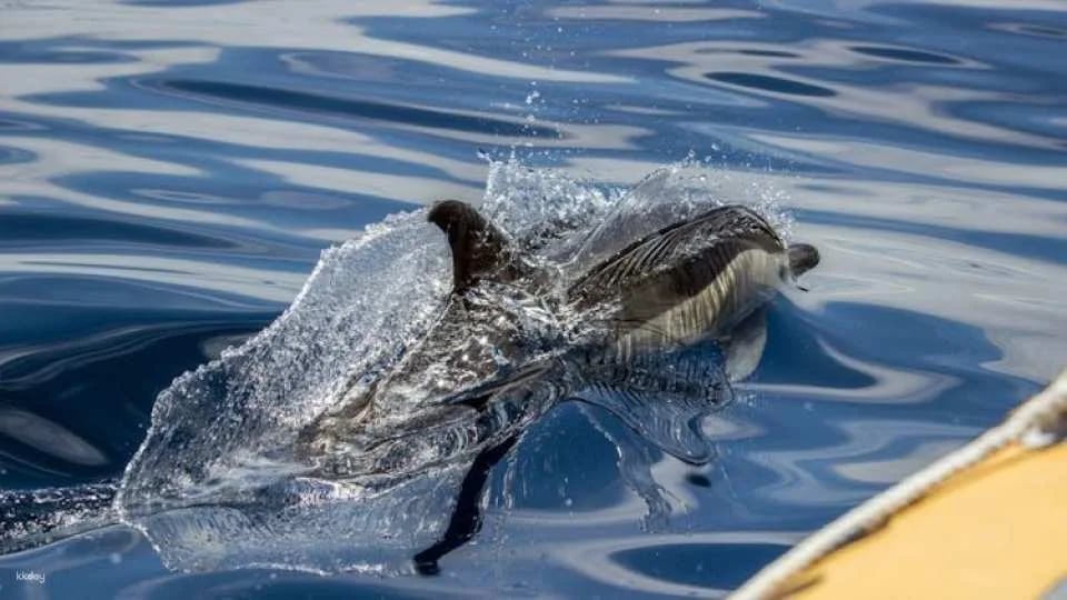 Azores whale watching and Islet boat tour