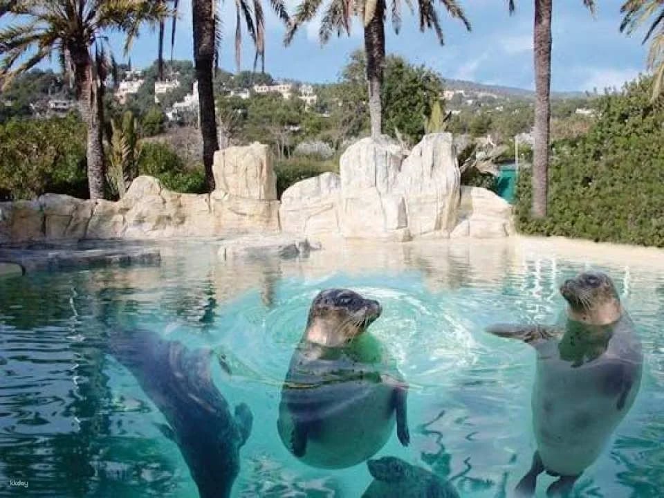 Marineland visit in Majorca with transfer (608049)