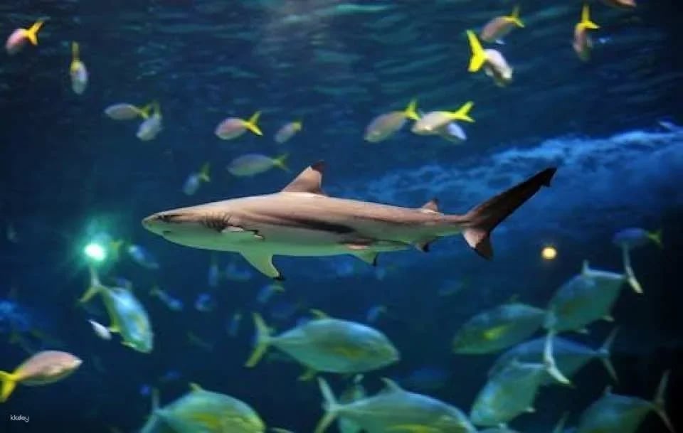 Tickets to the Lanzarote Aquarium in Costa Teguise (611961)