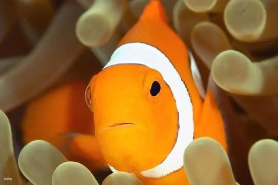 Cattolica Aquarium entrance tickets (612431)