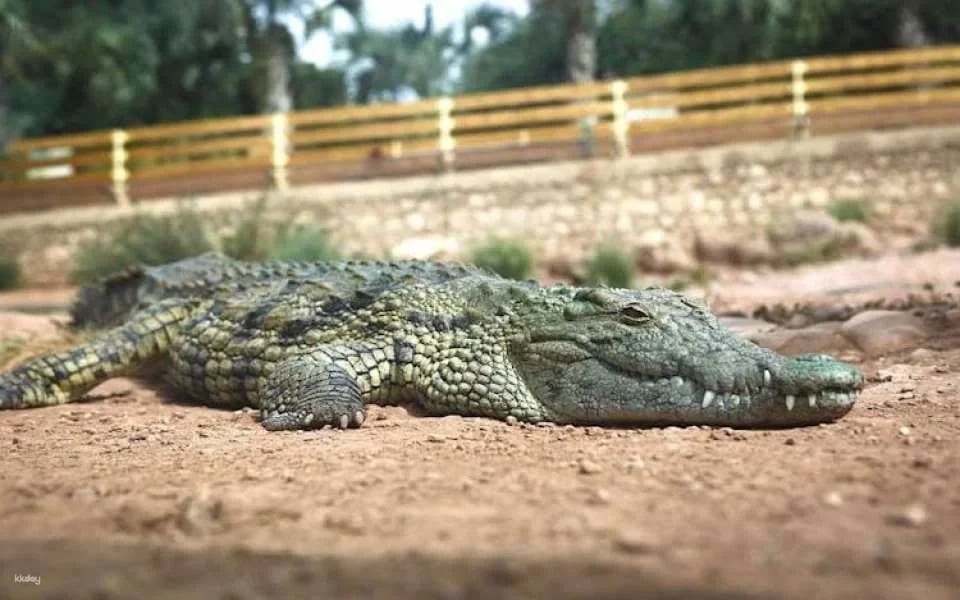 Moroccan Countryside Adventure with Crocoparc and Cooperative Visit