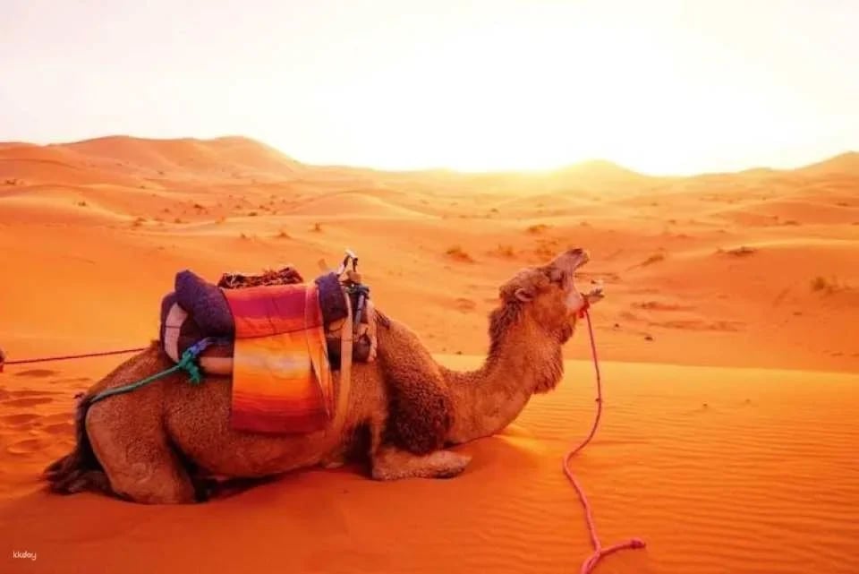 Private 4-day desert tour from Marrakech