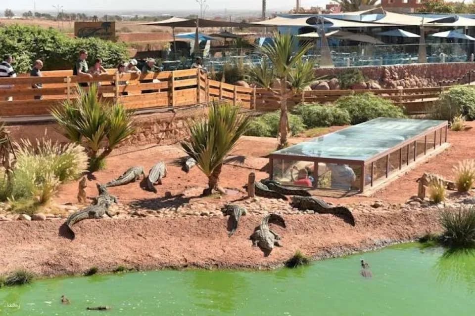 Morning Tour to Crocoparc & Tree-Climbing Goats From Agadir or Taghazout