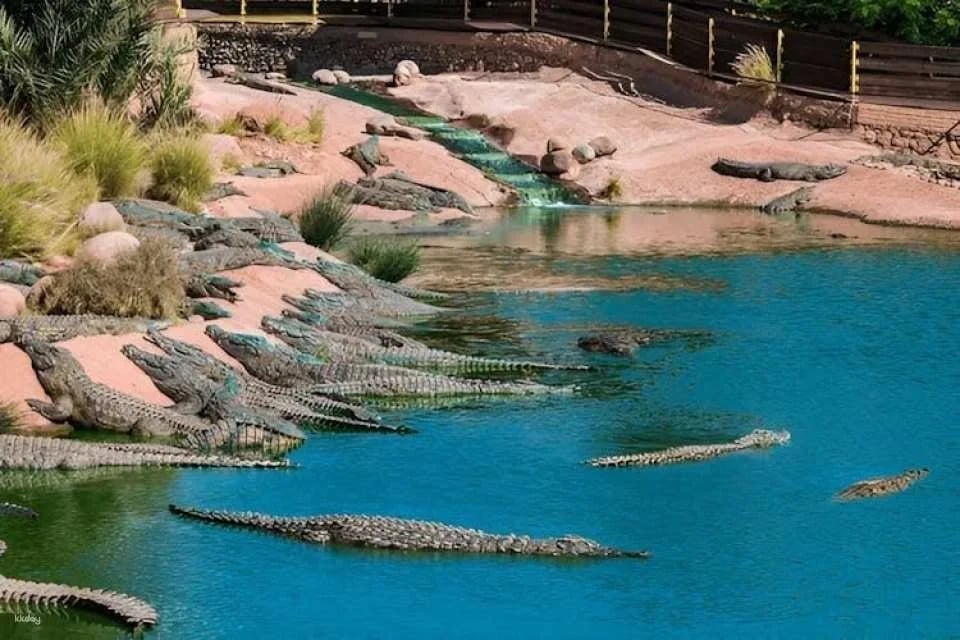 Guided tour of Agadir, cable car and Crocoparc from Marrakech