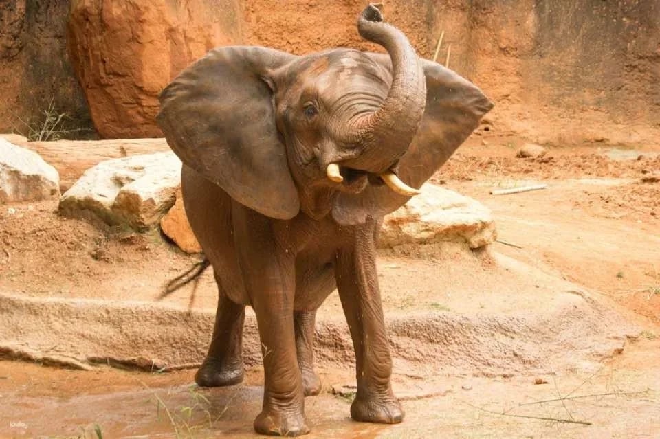 Zoo Atlanta Entry Ticket (634752)