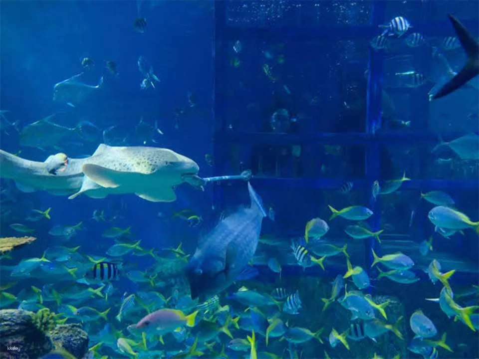 Unleash Your Aquatic Curiosity: Marine Safari Bali Experience