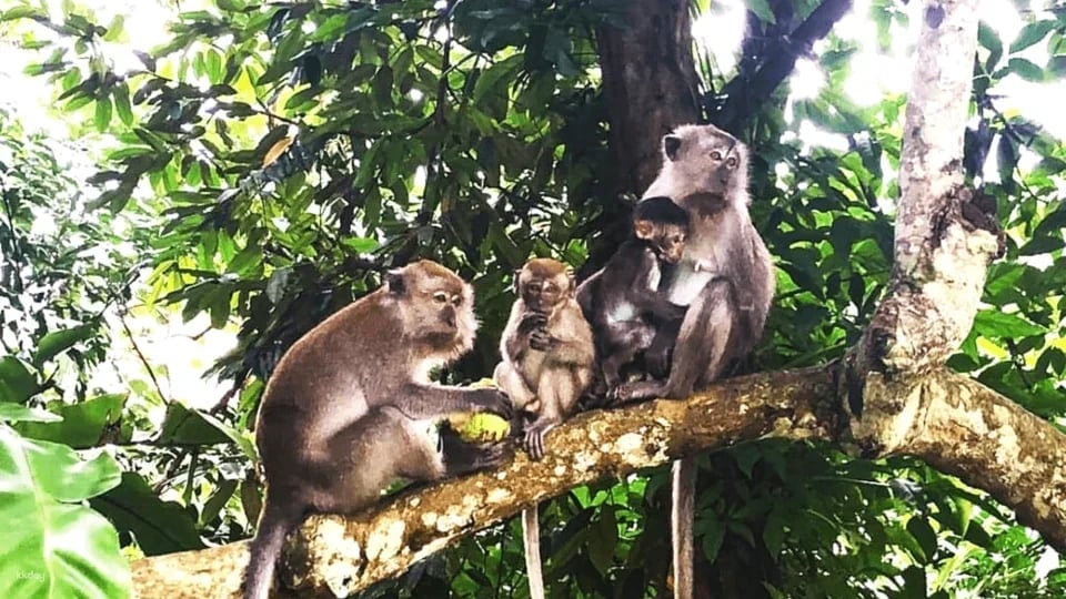 [KKday Offer 10% OFF] Orchid Island & Monkey Island Admission Ticket