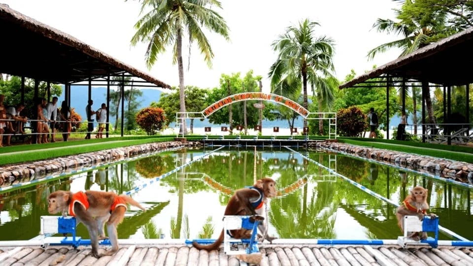 [KKday Offer 10% OFF] Orchid Island & Monkey Island Admission Ticket