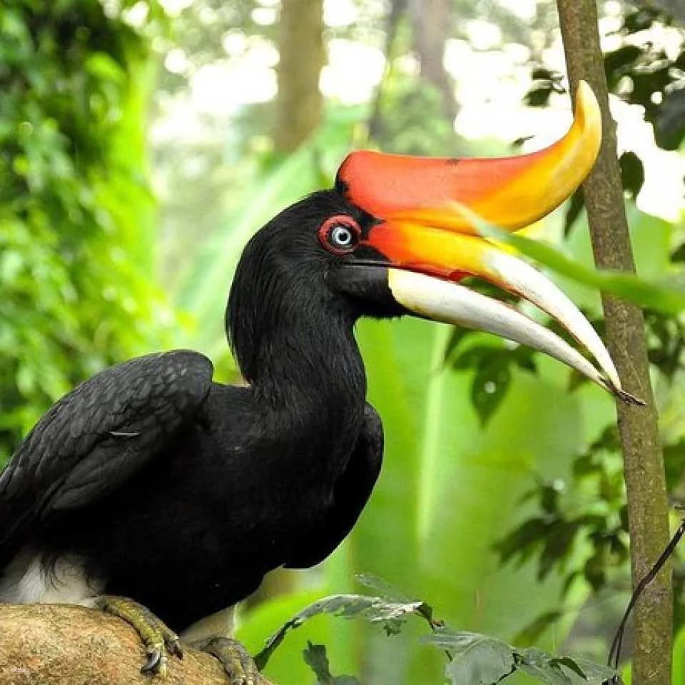 KL Bird Park Admission Ticket with One-Way Transfer in Kuala Lumpur | Malaysia