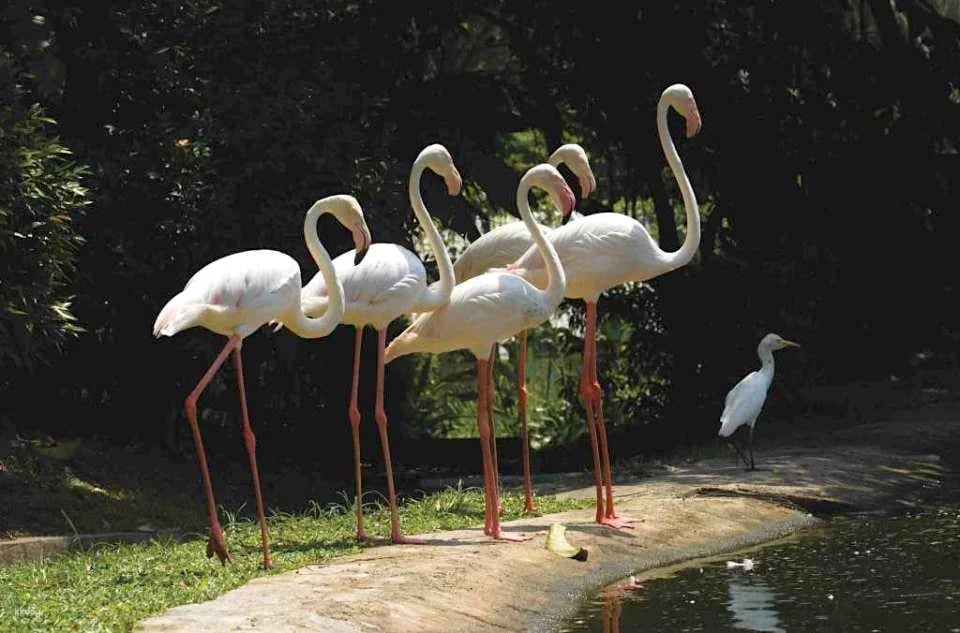 KL Bird Park Admission Ticket with One-Way Transfer in Kuala Lumpur | Malaysia