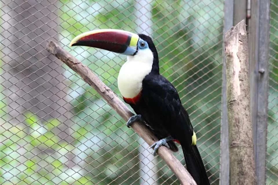 KL Bird Park Admission Ticket with One-Way Transfer in Kuala Lumpur | Malaysia