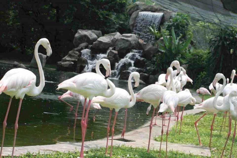 KL Bird Park Admission Ticket with One-Way Transfer in Kuala Lumpur | Malaysia