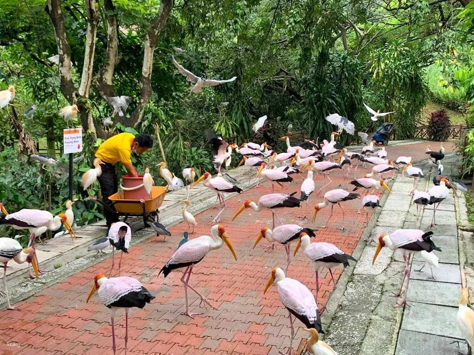KL Bird Park Admission Ticket with One-Way Transfer in Kuala Lumpur | Malaysia