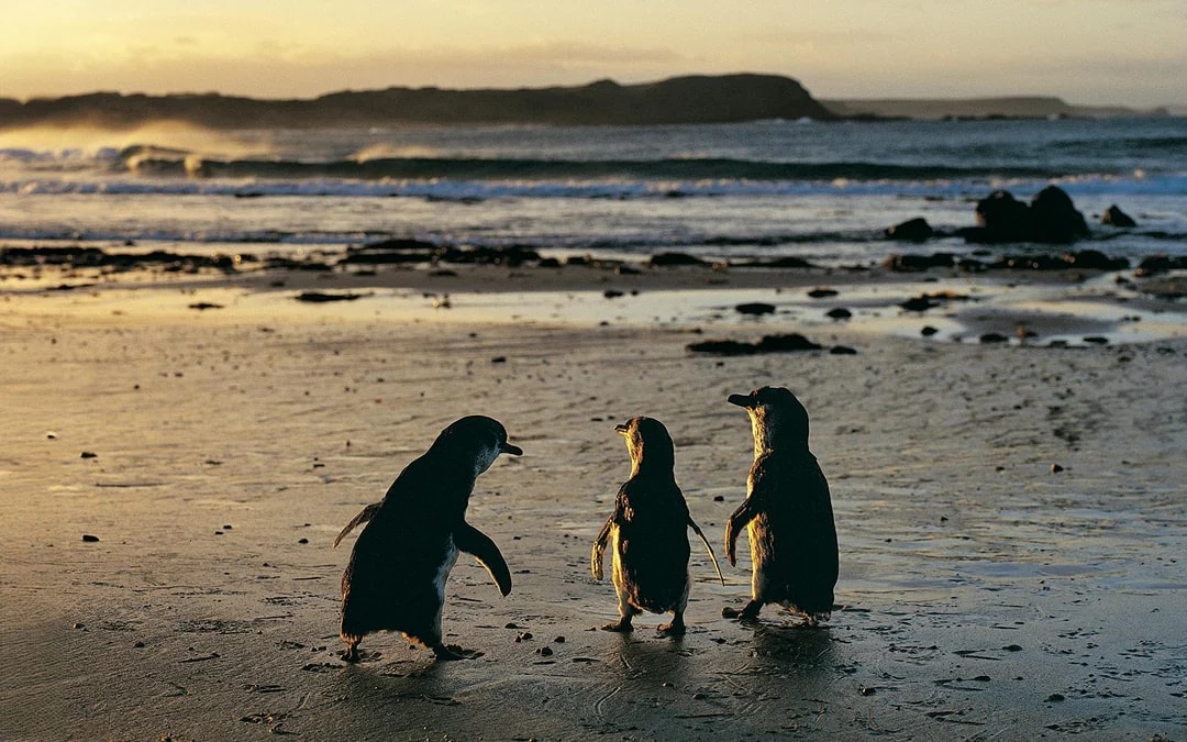 Koala Conservation Reserve Tickets & Optional Entry to Phillip Island Nature Parks Image 6