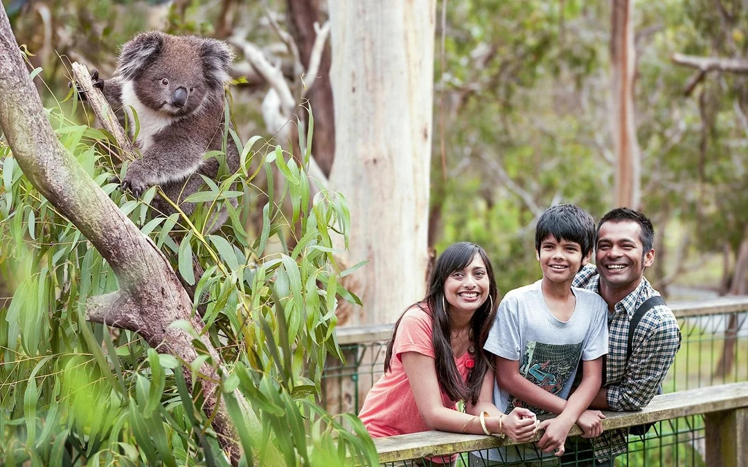 Koala Conservation Reserve Tickets & Optional Entry to Phillip Island Nature Parks Image 7