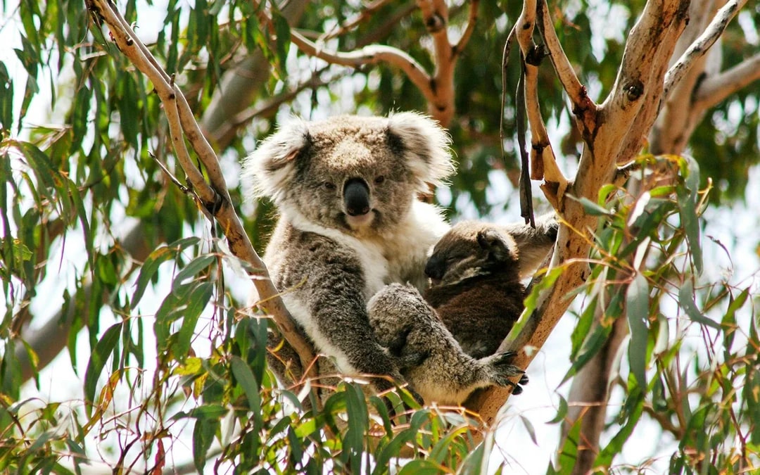 Koala Conservation Reserve Tickets & Optional Entry to Phillip Island Nature Parks Image 1