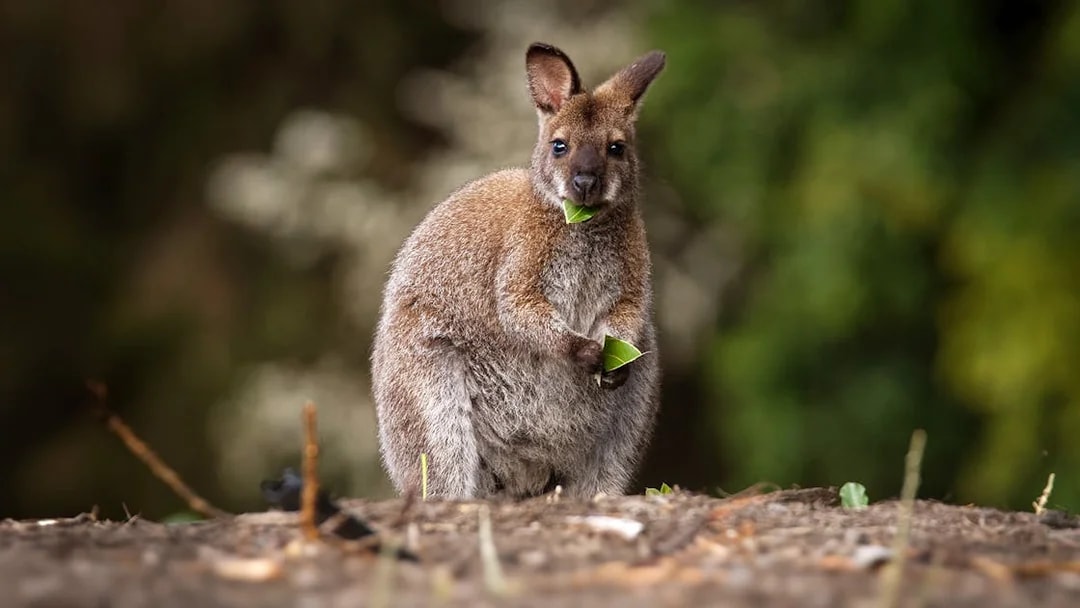 Wallaby eating leaves in a natural setting.