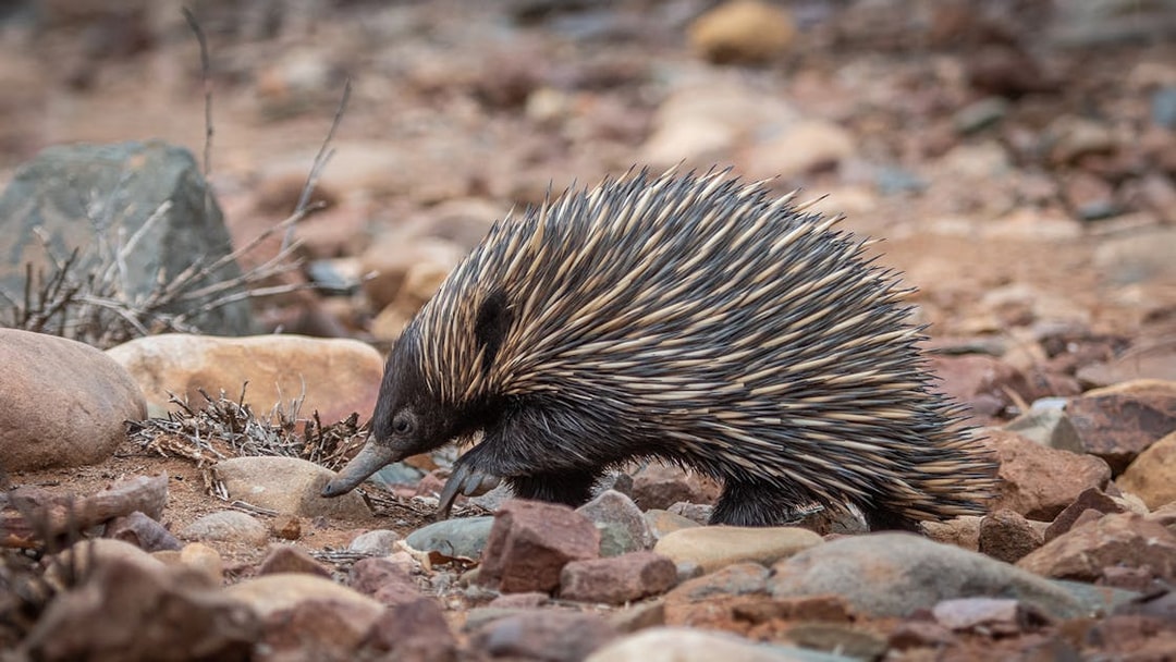 Echidna walking on rocky terrain at Phillip Island Nature Parks.