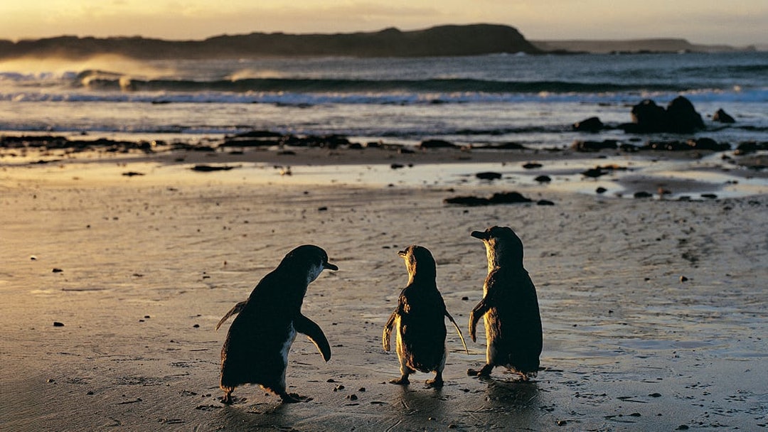 Penguins walking on a beach during sunset at the Penguin Parade.