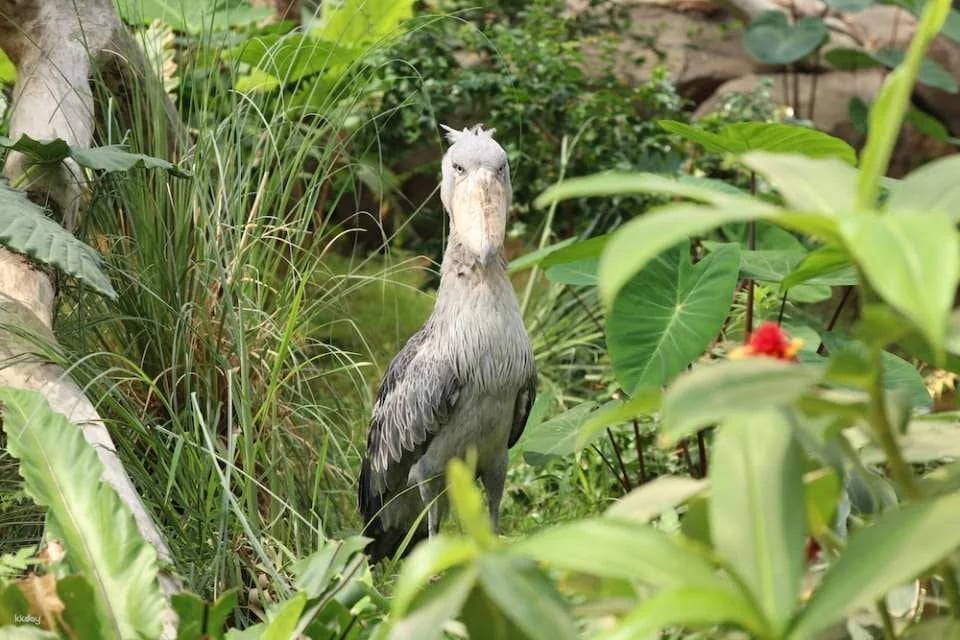 Kobe Animal Kingdom Admission Ticket | Japan