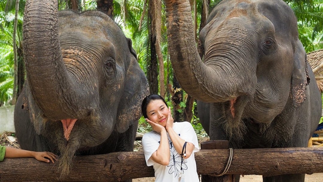 Krabi Elephant Shelter Experience with Round-Trip Hotel Transfers