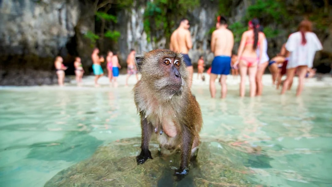 Monkey on rock at Monkey Beach with tourists in background.