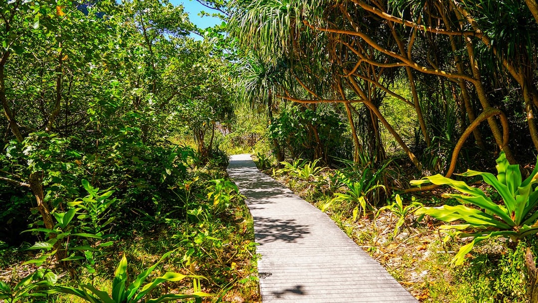 Walkway through lush forest trail at Maya Bay.