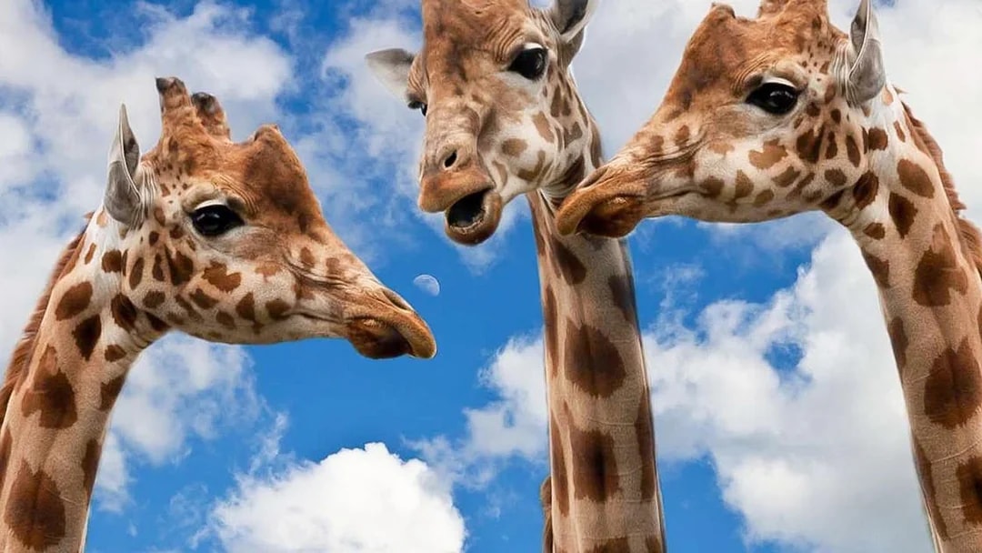 Giraffes at Krakow Zoo under a blue sky.