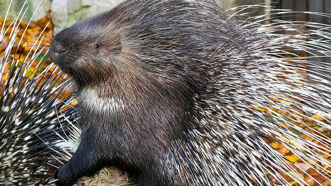 Porcupine at Krakow Zoo, part of the zoo entrance tour with hotel transfers.