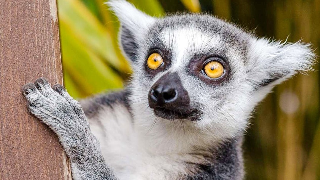 Lemur at Krakow Zoo, Poland.