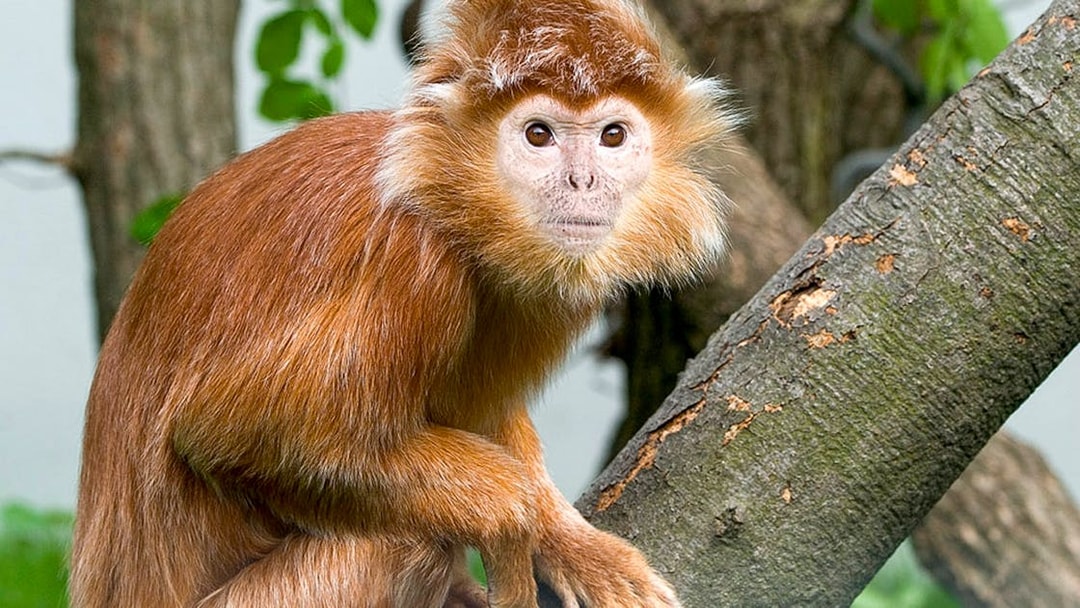 Golden monkey on a tree branch at Krakow Zoo.