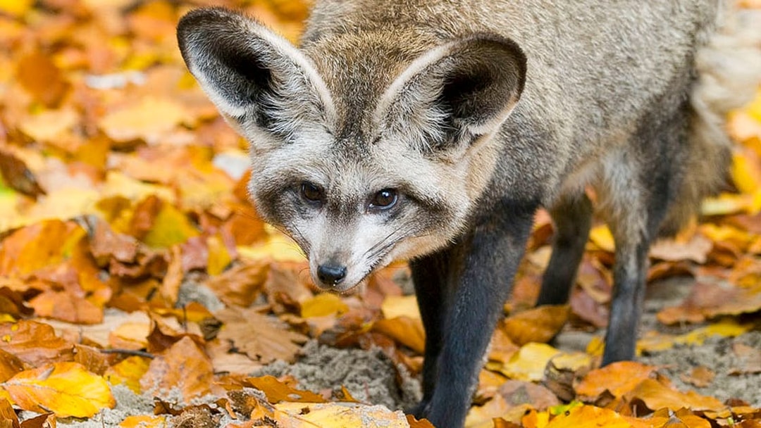 Bat-eared fox walking on autumn leaves at Krakow Zoo.