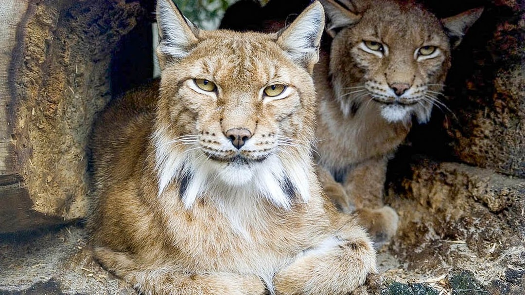 Lynxes resting in a wooden enclosure at Krakow Zoo.