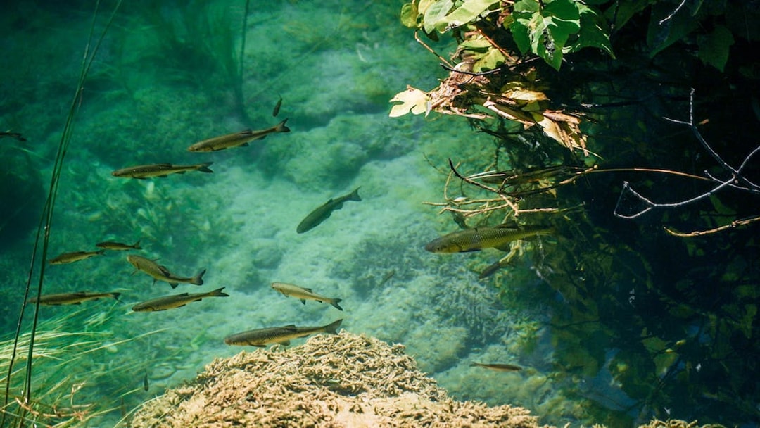 Fish swimming in clear waters of Krka National Park, Croatia.