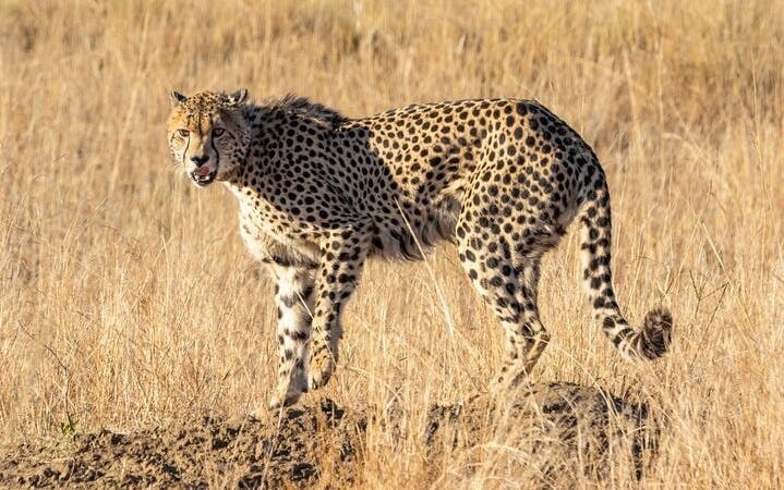 Kruger National Park Overland Safari Tour from Johannesburg with Sunset Game Drive and Meals Image 5