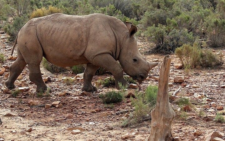 Kruger National Park Overland Safari Tour from Johannesburg with Sunset Game Drive and Meals Image 8