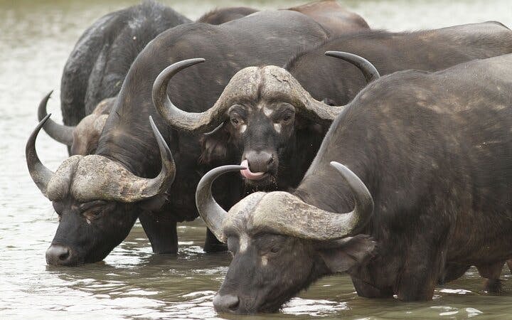 Kruger National Park Overland Safari Tour from Johannesburg with Sunset Game Drive and Meals Image 9