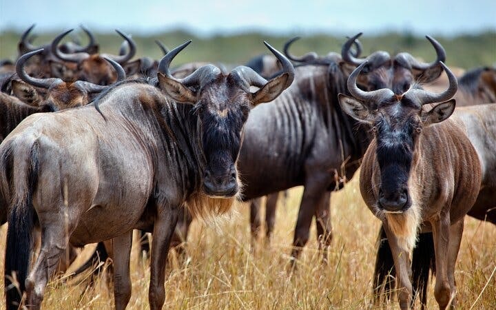 Kruger Tremisana Safari: Open-Vehicle Game Drives, Bush Walks, and Unique Lodge Stays from Johannesburg Image 6