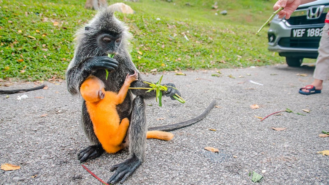 Monkey with baby eating leaves at Batu Caves, Kuala Lumpur.