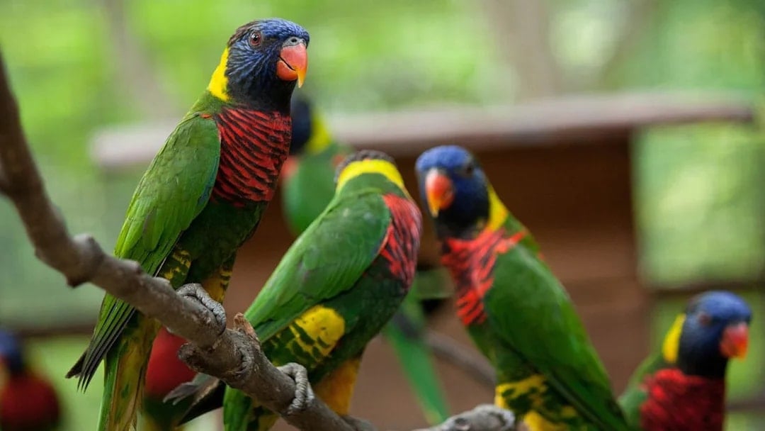 Colorful lorikeets perched on a branch at Kuala Lumpur Bird Park.
