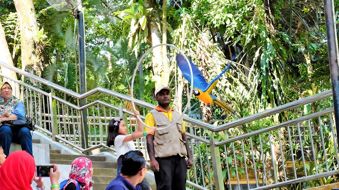 Child interacting with a parrot at Kuala Lumpur Bird Park.