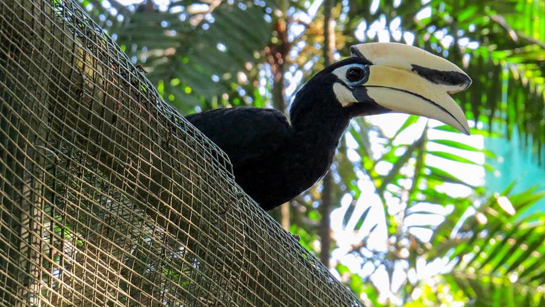 Hornbill perched in enclosure at Kuala Lumpur Bird Park.