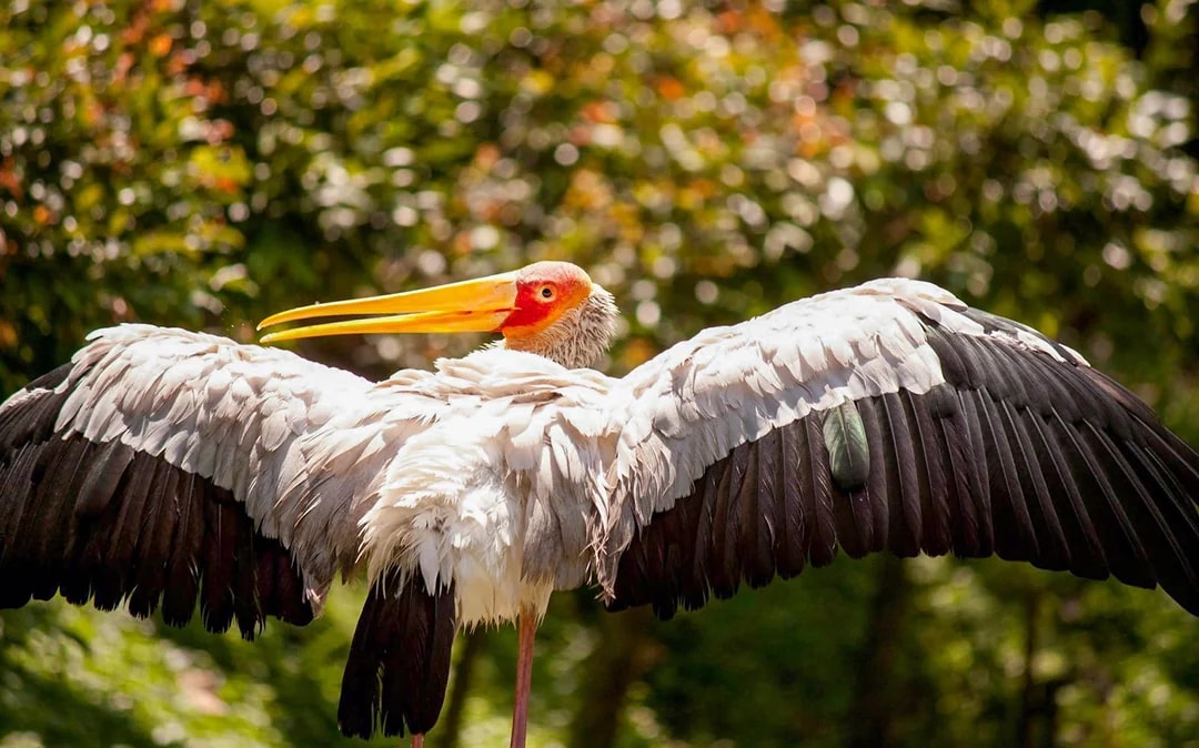 Kuala Lumpur Bird Park Tickets Image 6
