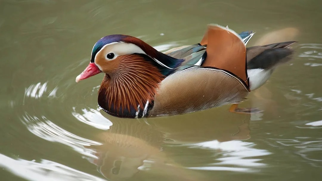 Mandarin duck swimming at Kuala Lumpur Bird Park.