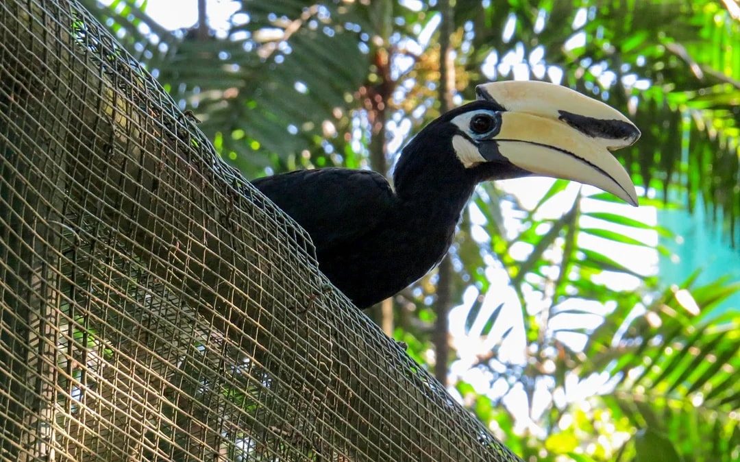Kuala Lumpur Bird Park Tickets Image 7