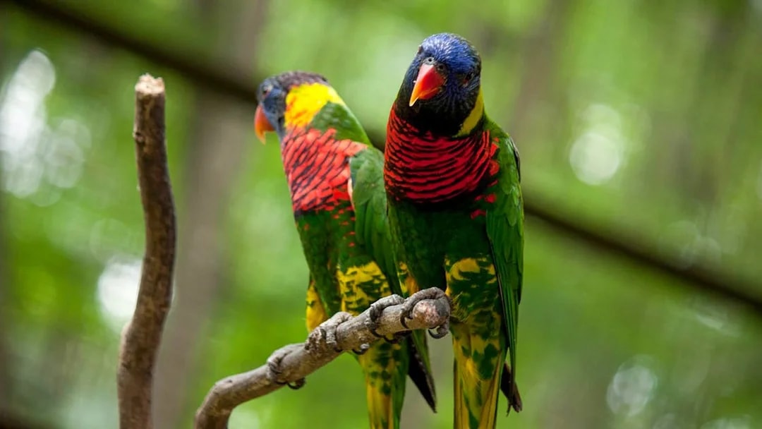 Colorful parrots perched on a branch at Kuala Lumpur Bird Park.