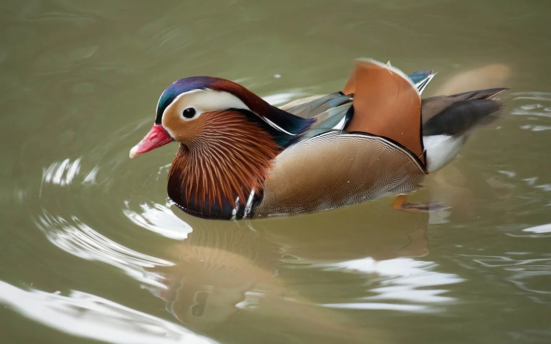Kuala Lumpur Bird Park Tickets Image 8
